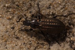 Carabus clatratus