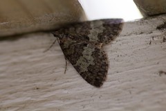 Hydriomena impluviata