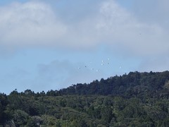 Cacatua galerita galerita