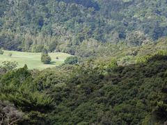 Cacatua galerita galerita