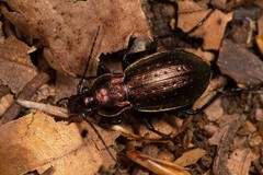 Carabus arvensis