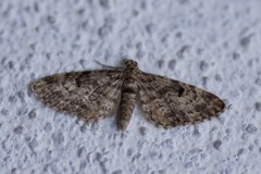 Eupithecia tantillaria
