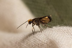 Micropterix calthella