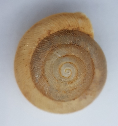 Caracollina lenticula