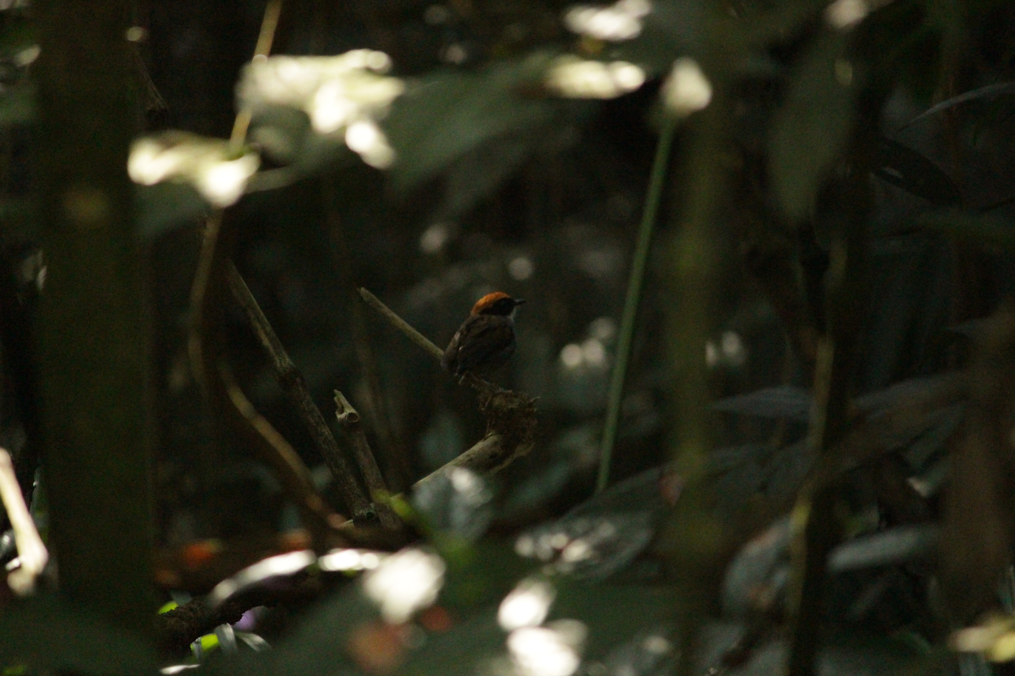 Black-cheeked Gnateater illustration