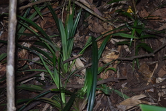 Limnonectes malesianus