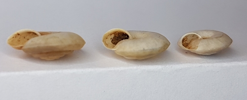 Caracollina lenticula
