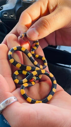 Pygmy Slender Coralsnake
