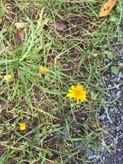 Scorzoneroides autumnalis