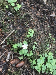 Oxalis montana image
