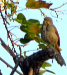 Cichladusa arquata