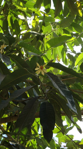 Magnolia vrieseana