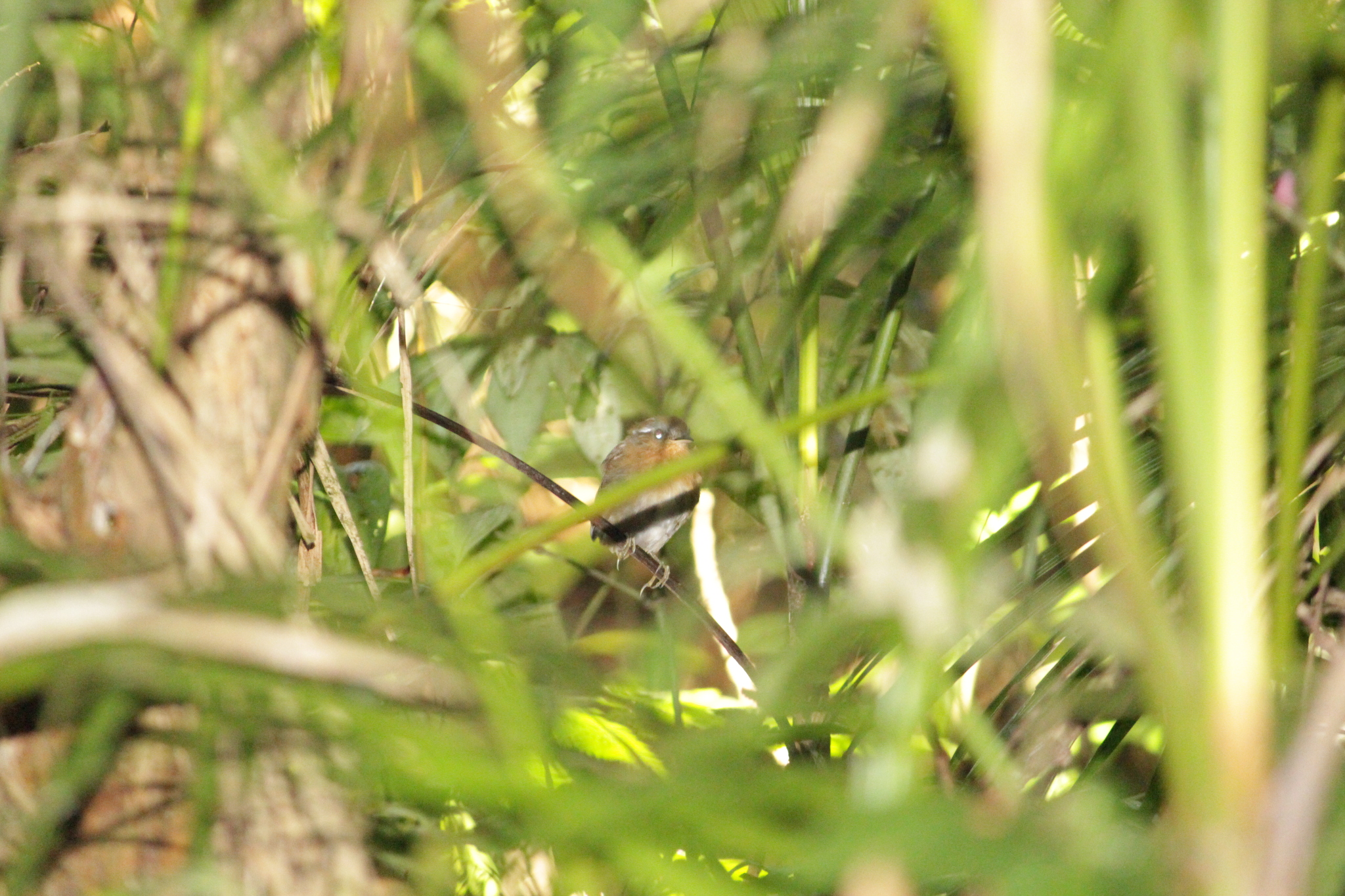 Rufous Gnateater (Conopophaga lineata)