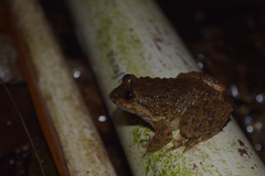 Limnonectes conspicillatus