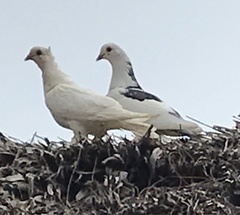 Columba livia domestica