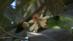 Magnolia vrieseana