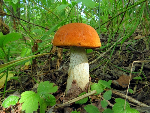 Leccinum leucopodium