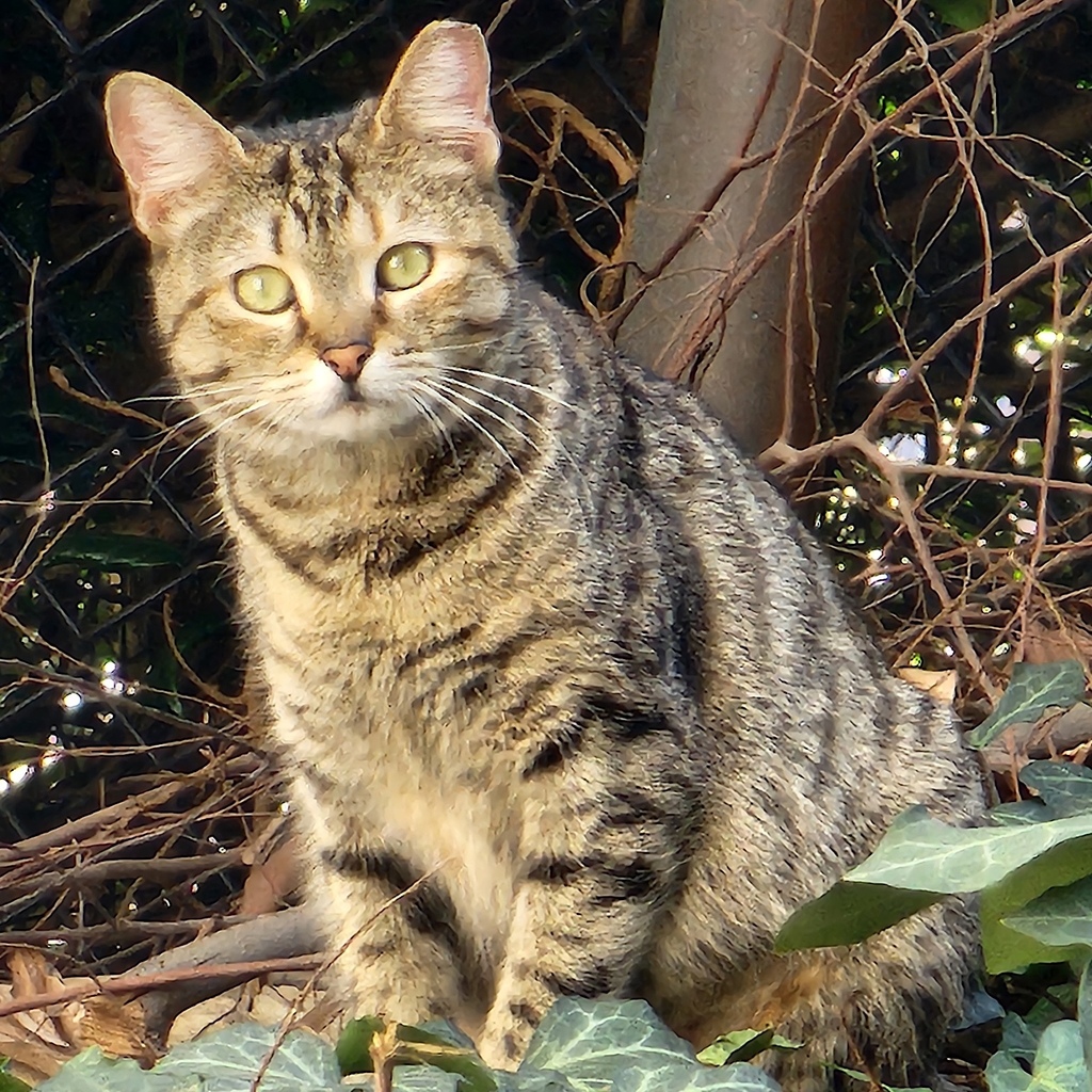 Tabby Do these stripes indicate she has some Tabby in her? She's