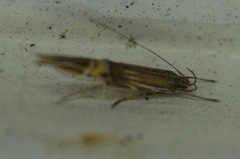 Cosmopterix fernaldella