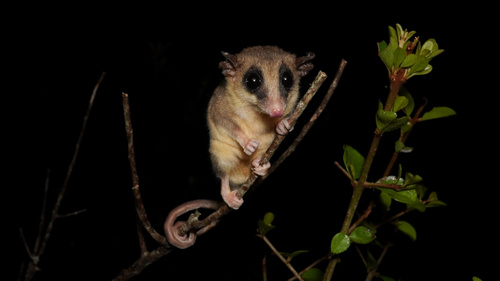 Yucatán Gray Mouse Opossum