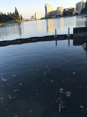 Nycticorax nycticorax