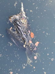 Nycticorax nycticorax