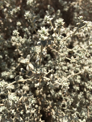 Brickellia nevinii