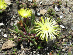 Cheiridopsis rostrata