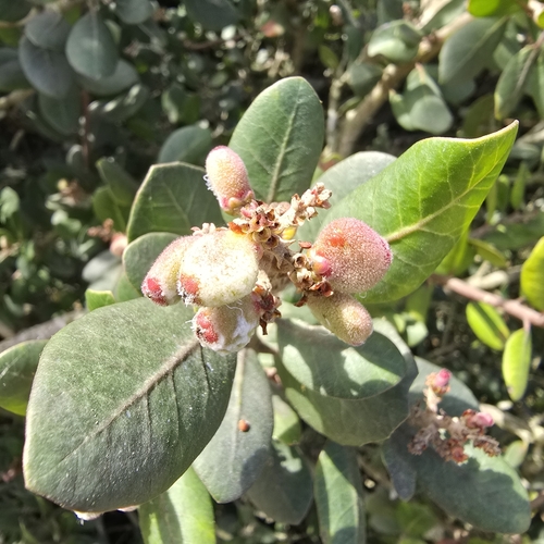 iNaturalist observation photo of lemonade berry