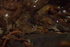 Limnonectes conspicillatus