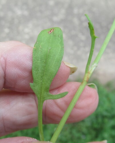 Image of Rumex hastatulus by (c) Linda Jo Conn, some rights reserved (CC BY)