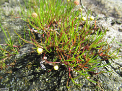 Cotula filifolia
