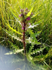 Cirsium acaule esculentum