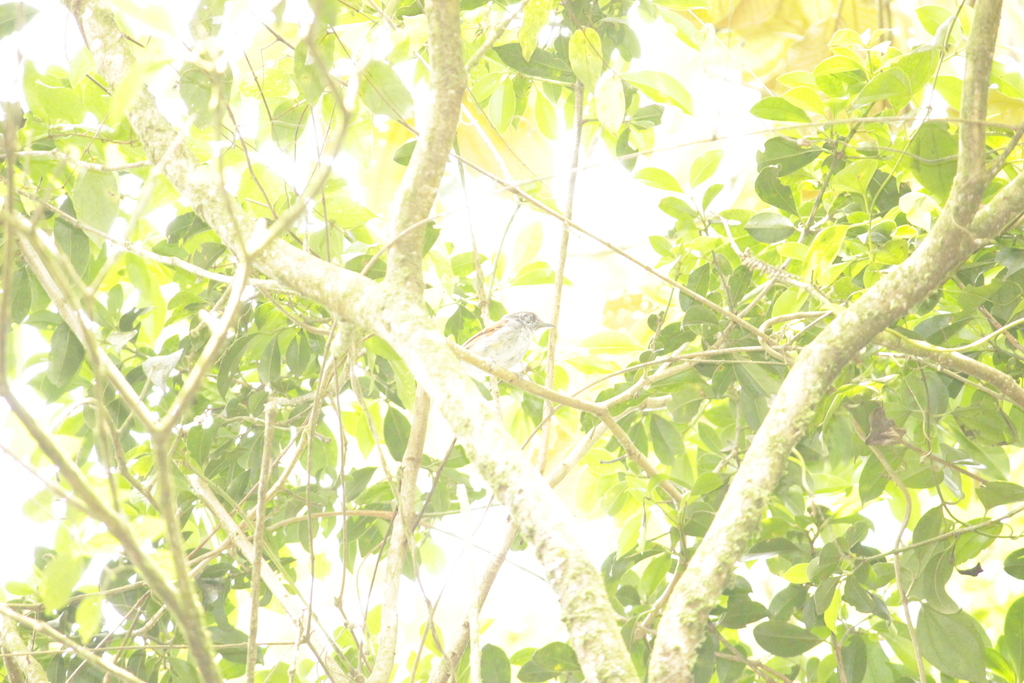 Rufous-backed Antvireo