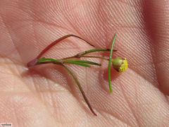 Cotula filifolia