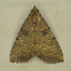 Arugisa latiorella