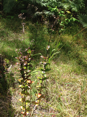 Kadua centranthoides