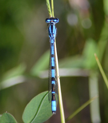 Enallagma boreale