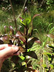 Kadua centranthoides