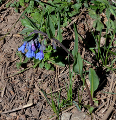 Mertensia oblongifolia