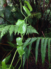 Smilax melastomifolia