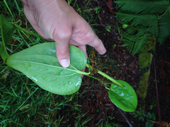 Smilax melastomifolia