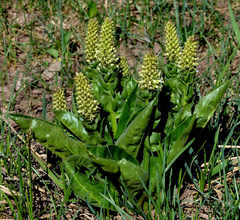 Veronica ritteriana