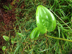 Smilax melastomifolia