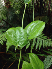 Smilax melastomifolia