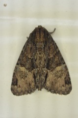 Phosphila turbulenta