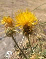 Centaurea