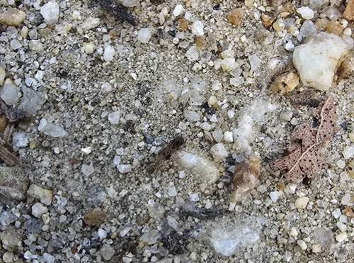 iNaturalist observation photo of Argentine Ant
