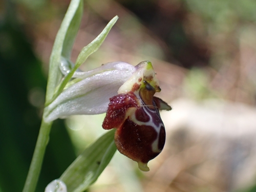 Image of Ophrys dodekanensis by (c) Elias, some rights reserved (CC BY)
