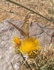Argynnis pandora